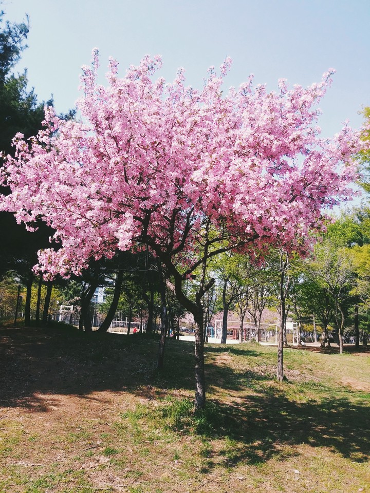 벛꽃
