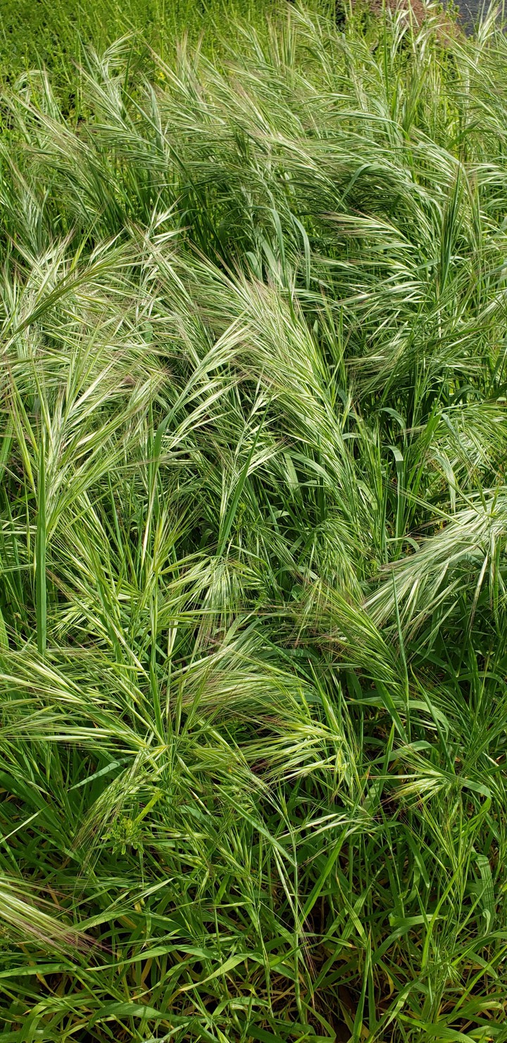 Grass