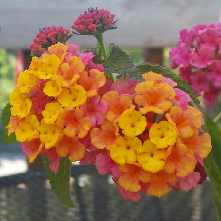 summer flowers