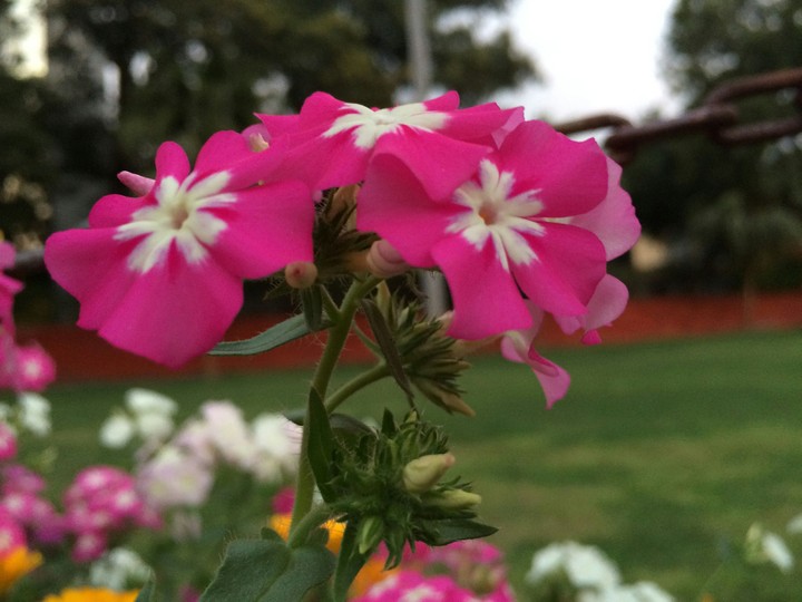 flower