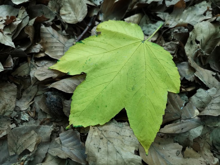 green leave on the ground
