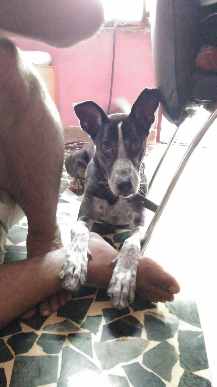 Cute Dog Tyson