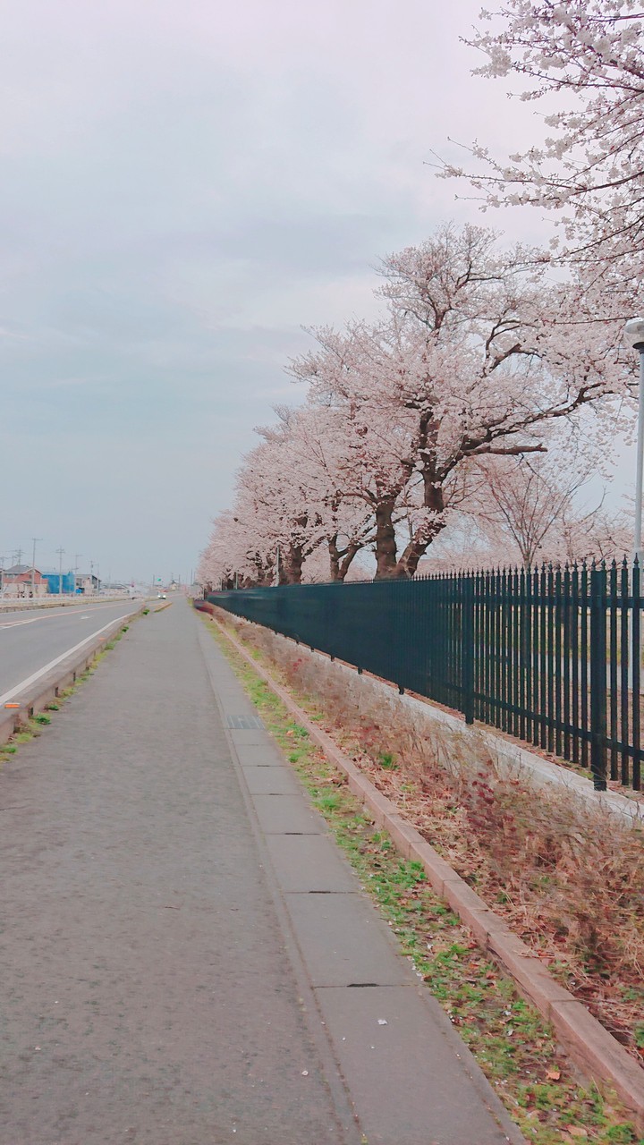 桜
