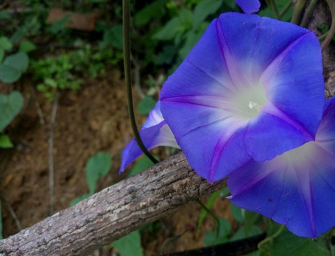 IPOMOEA TRICOLOR.