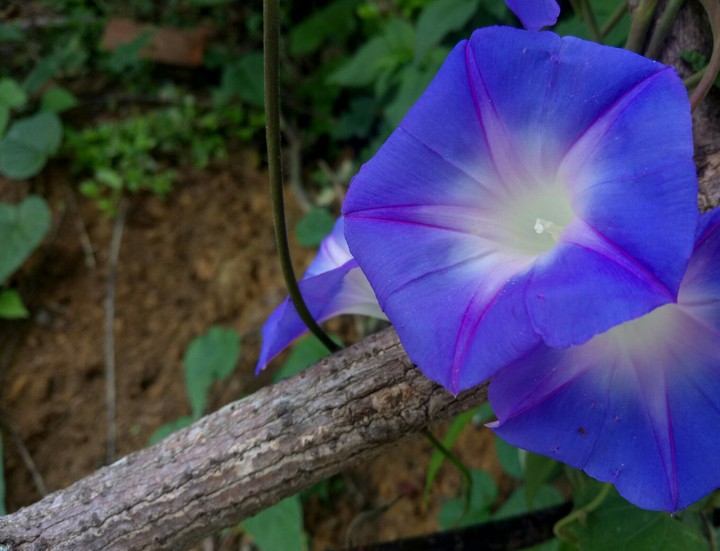 IPOMOEA TRICOLOR.