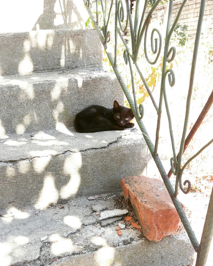 cat