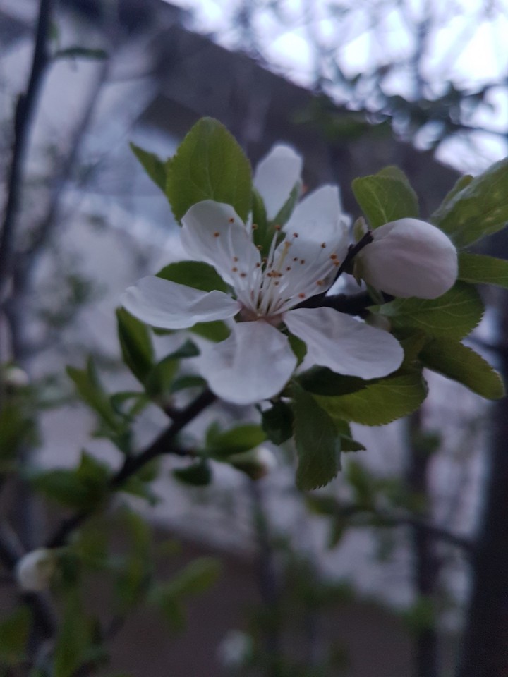 İlkbahar - Spring Erik Ağacı