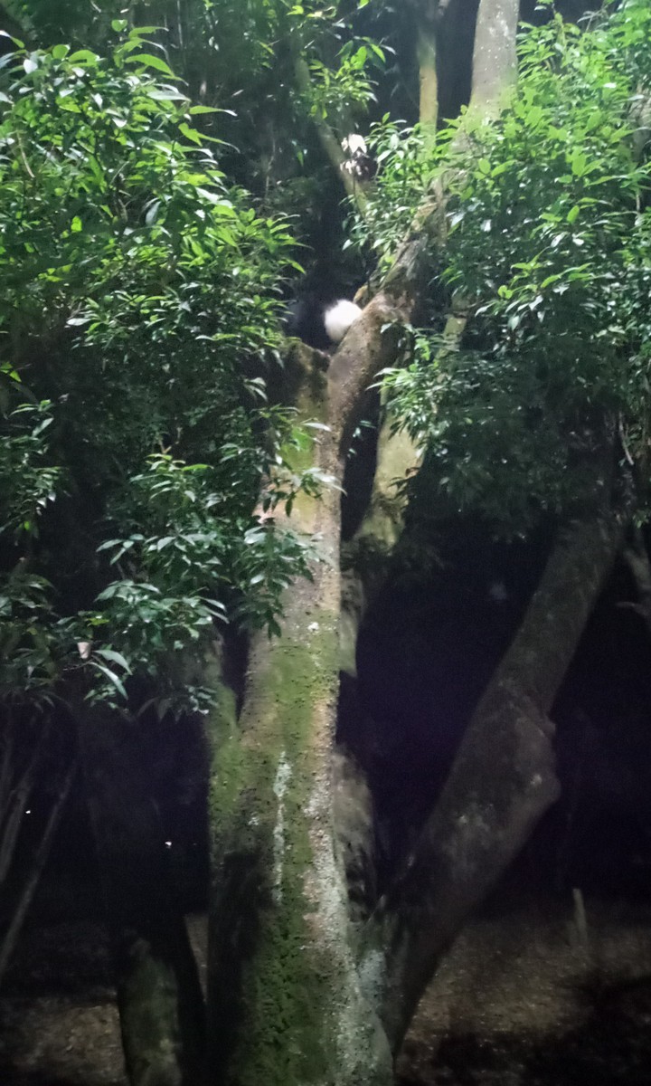 a cat up on a tree