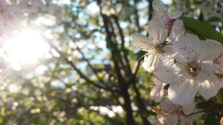 Spring