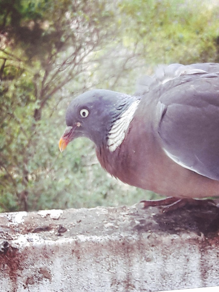 I love Birds 