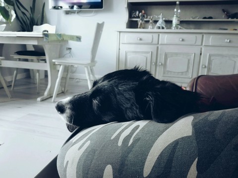 My dog