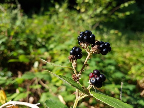 berries, nature