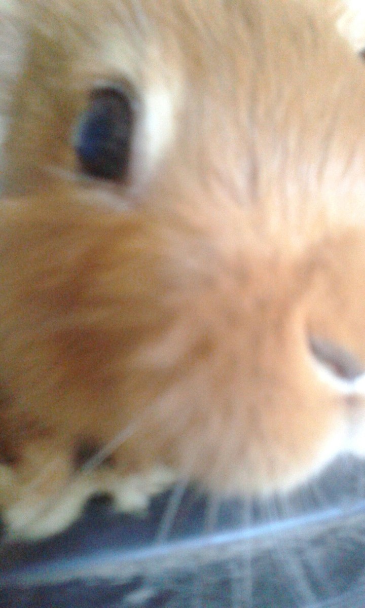 qu'est ce que c'est lapin?