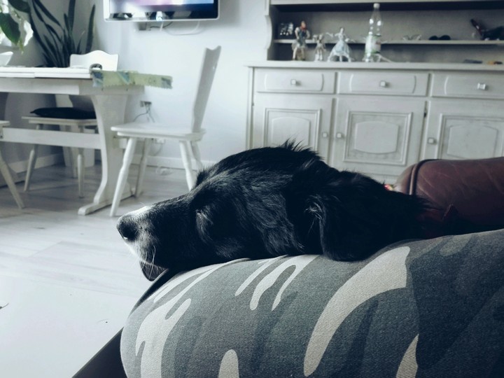 My dog