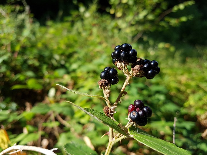 berries, nature