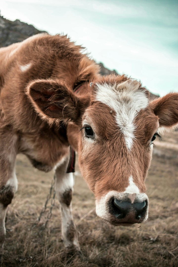 Cow.