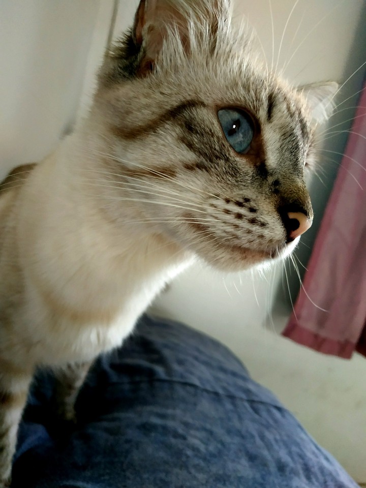 kimy
