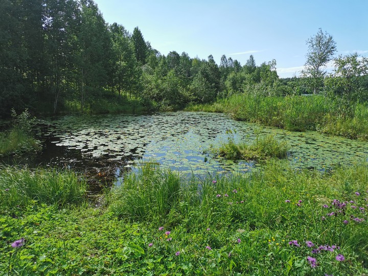summer swamp