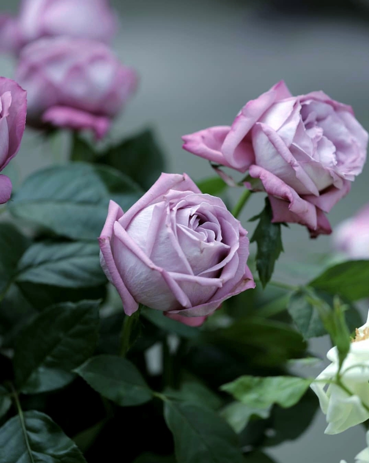 Roses