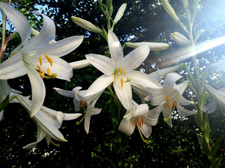 Lilium candidum