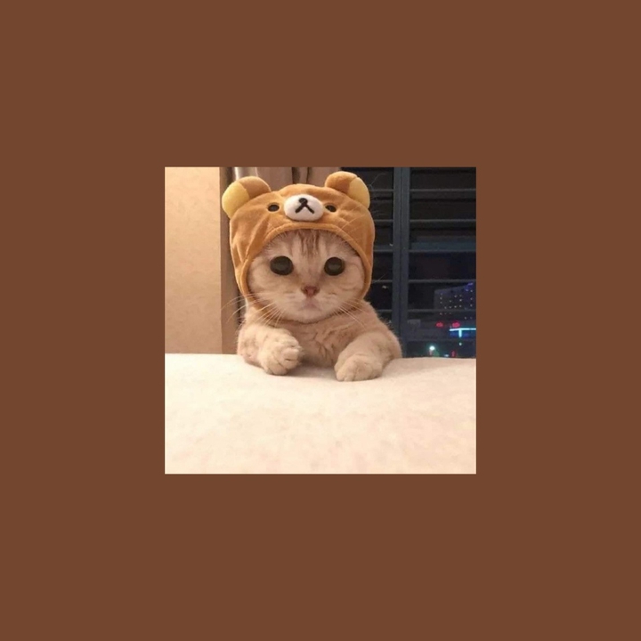 обои