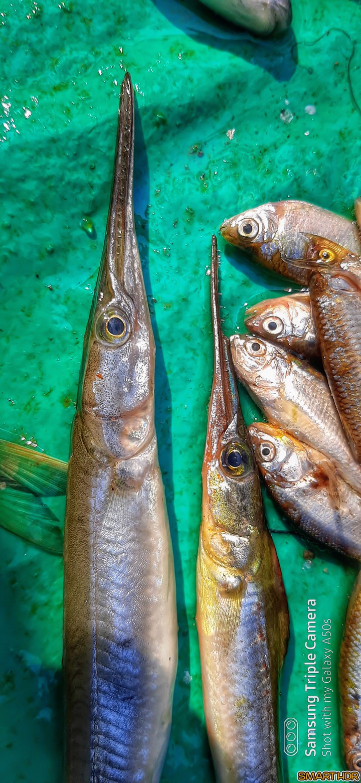 fish