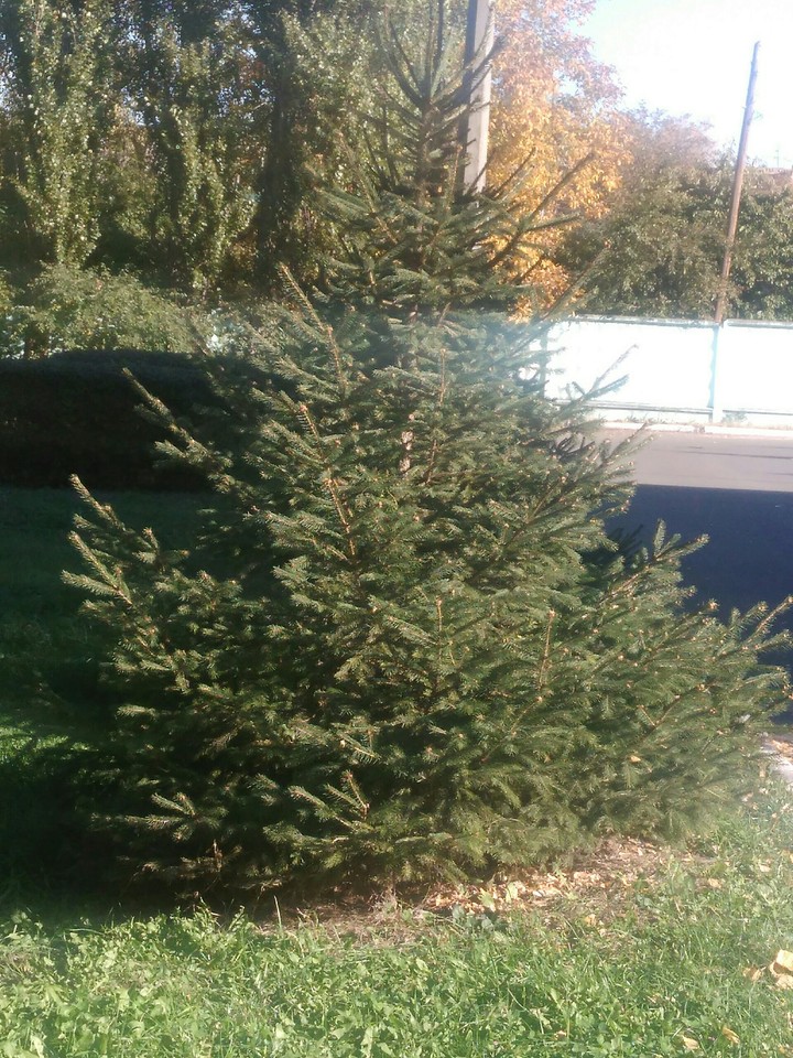 firtree