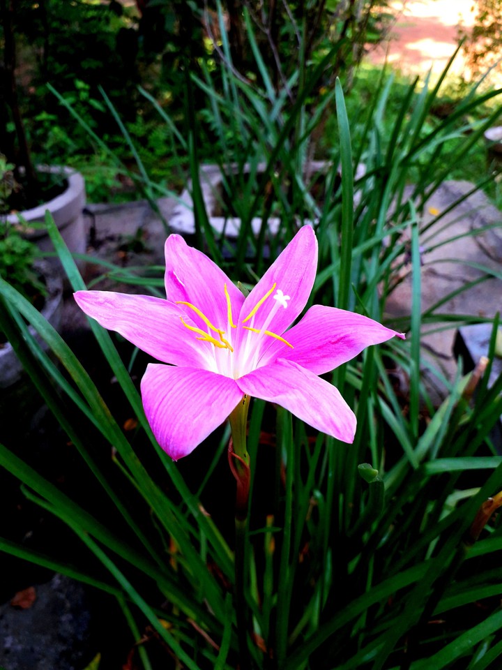 pink flowers