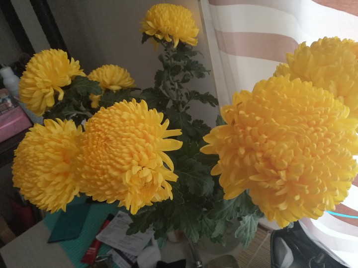хризантемы