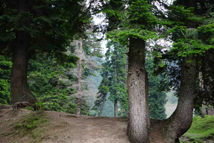 Nature is the best home.