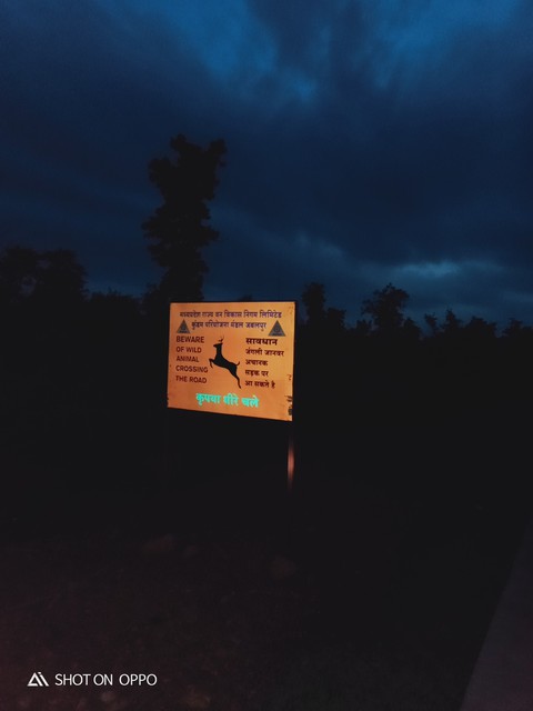 Jungle Road....