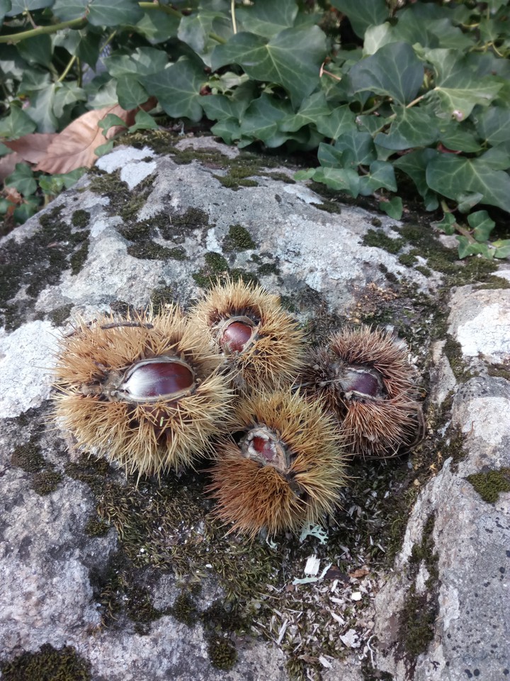 tiempo de castañas