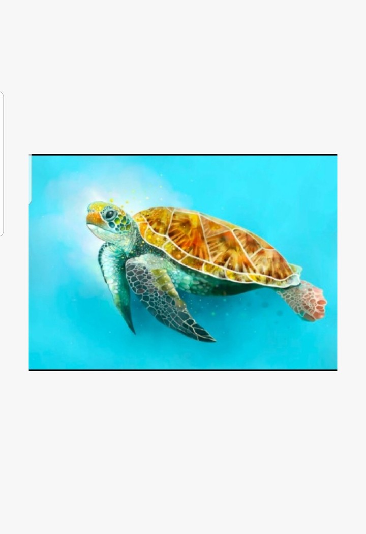 행운의거북이