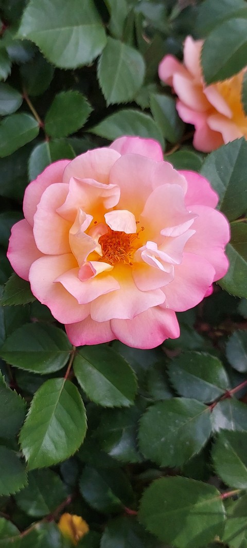plant, flower वॉलपेपर