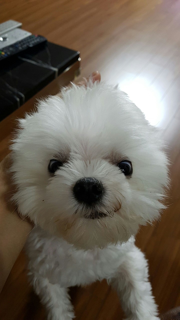 토미
