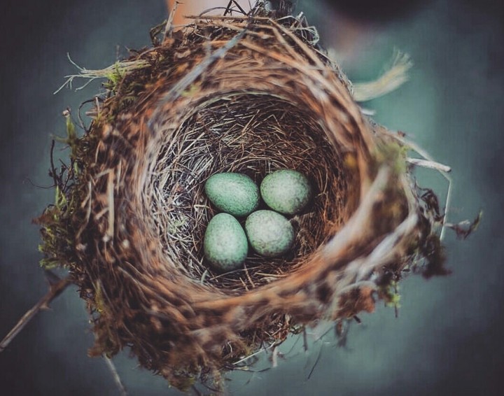 nest