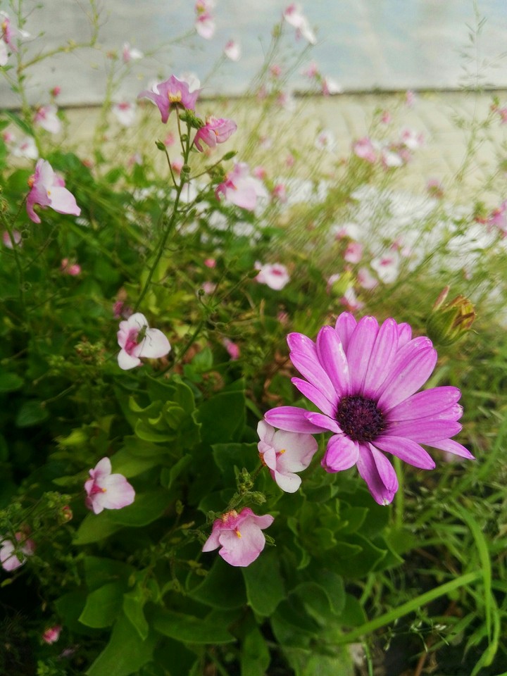 summer