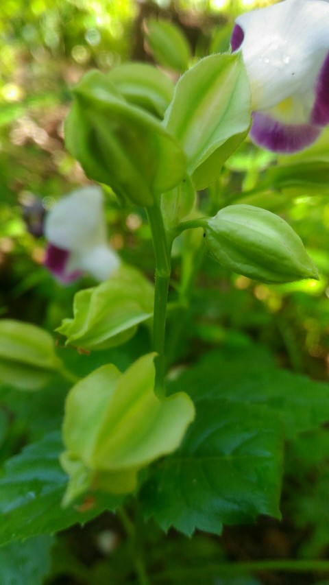 обои flora, herb