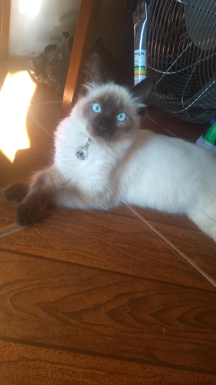 cat