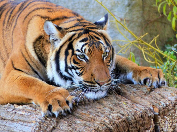 tiger
