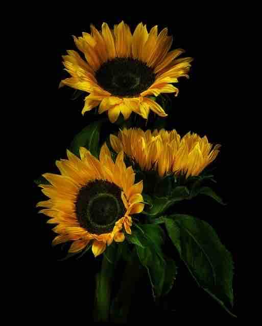 girasoli ?