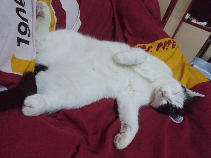My cat