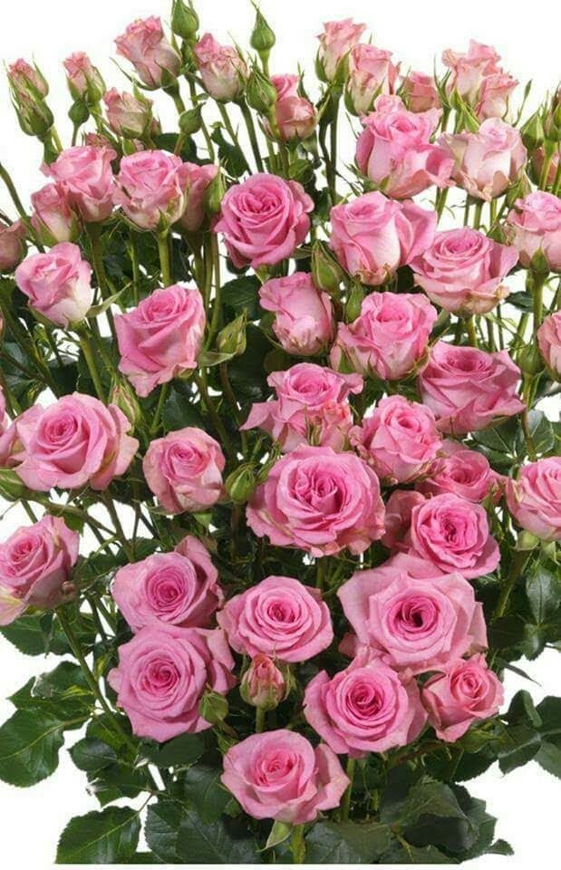 pour vous mesdames !
