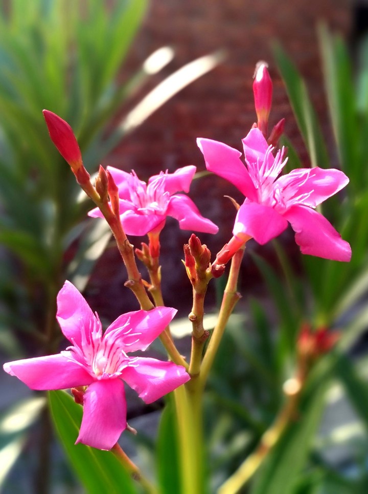 flowers
