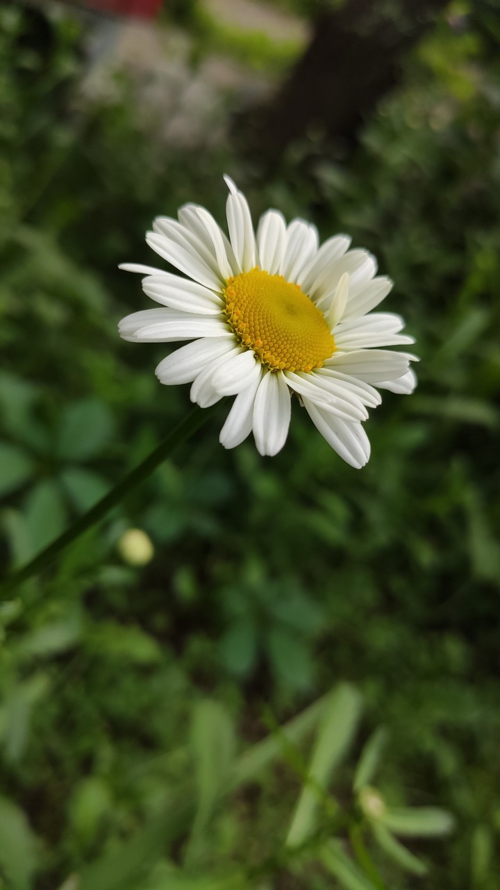 Camomile