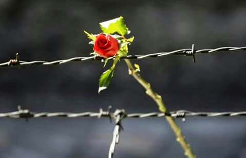 freedom