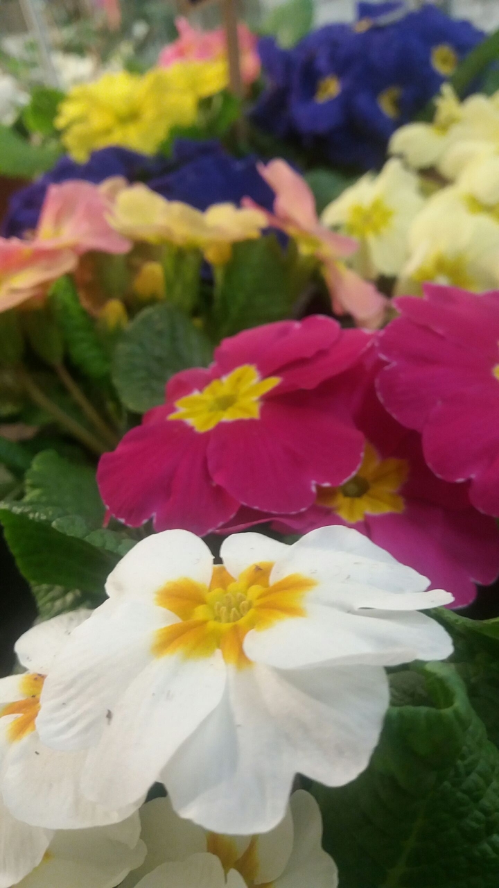 love flowers