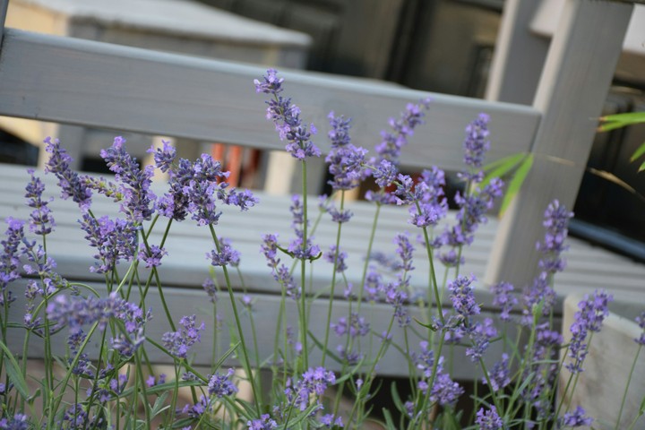 Spring