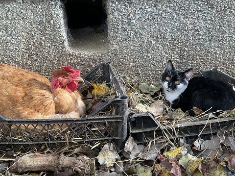 chicken, cat壁紙