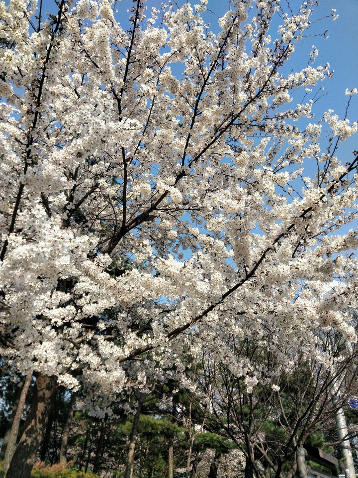 벚꽃